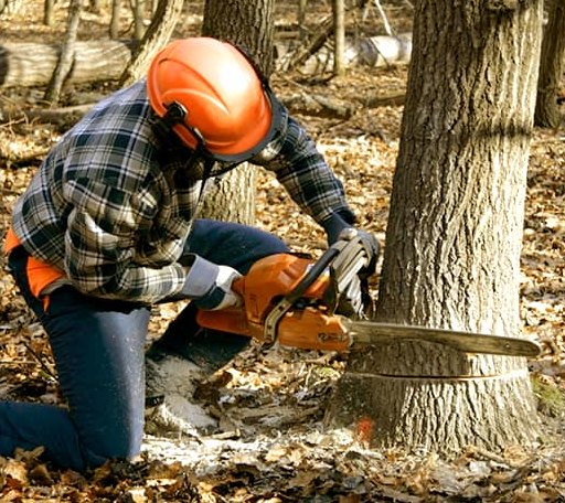 Tree Removal in Shiner, TX